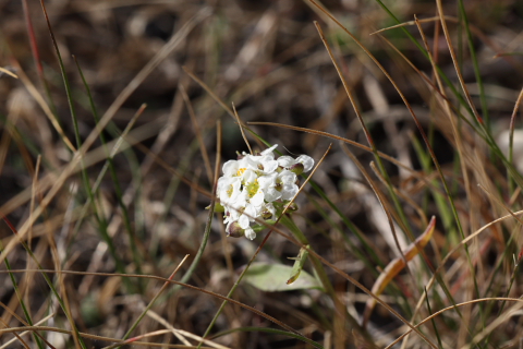 Lobularia maritima